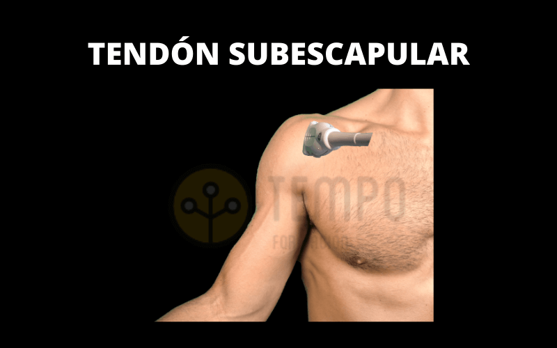 Tendon Subescapular Sonda.png